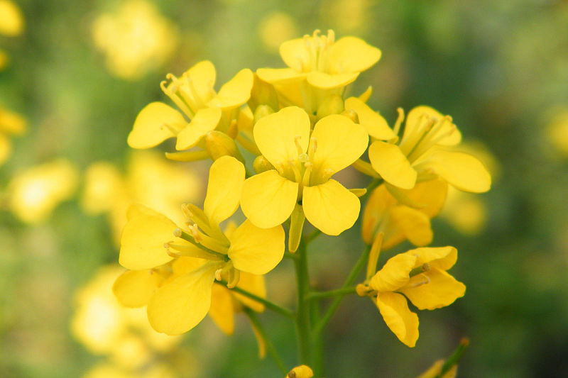 800px-Mustard_Flower