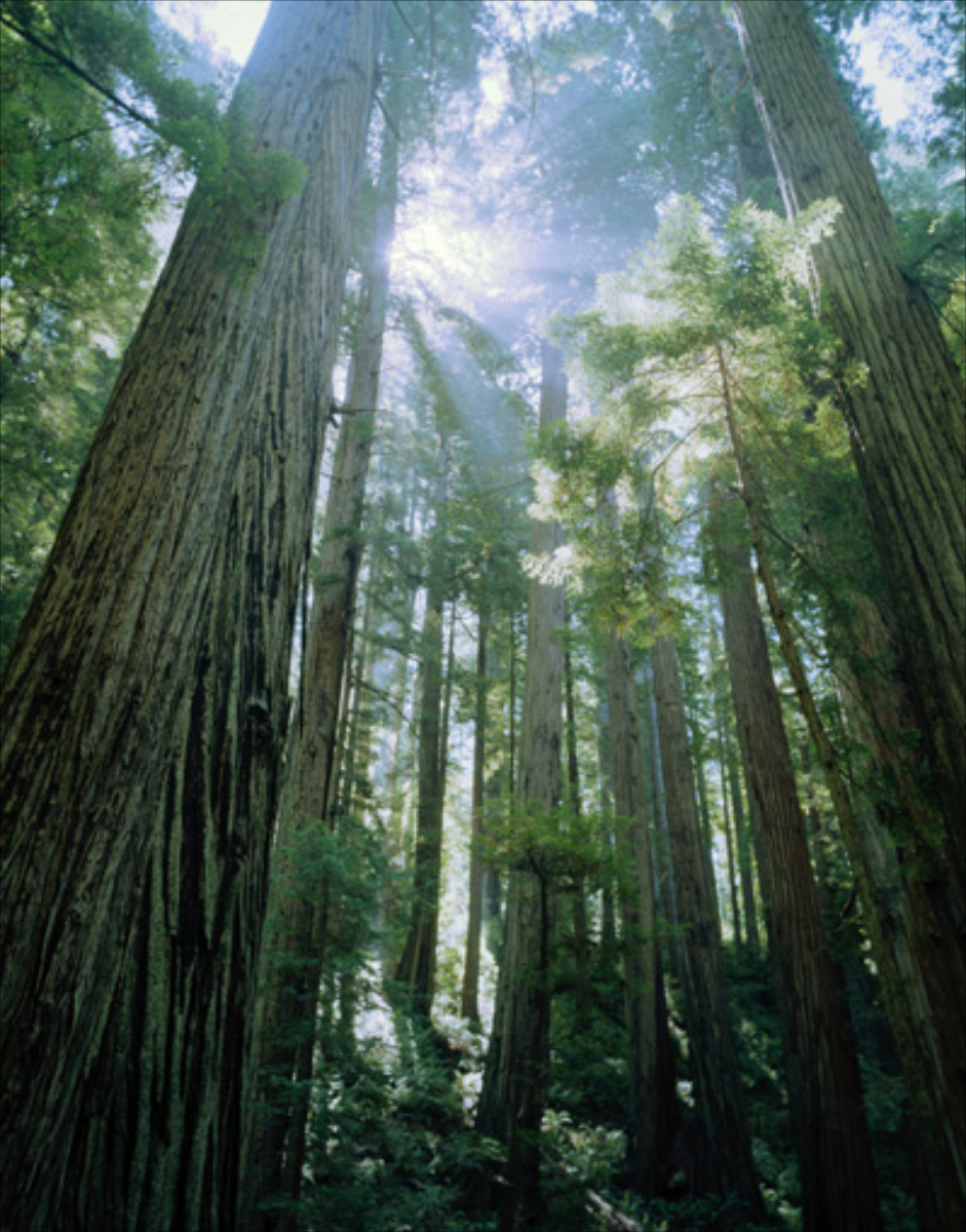 Redwood - Foto: Richard Katz